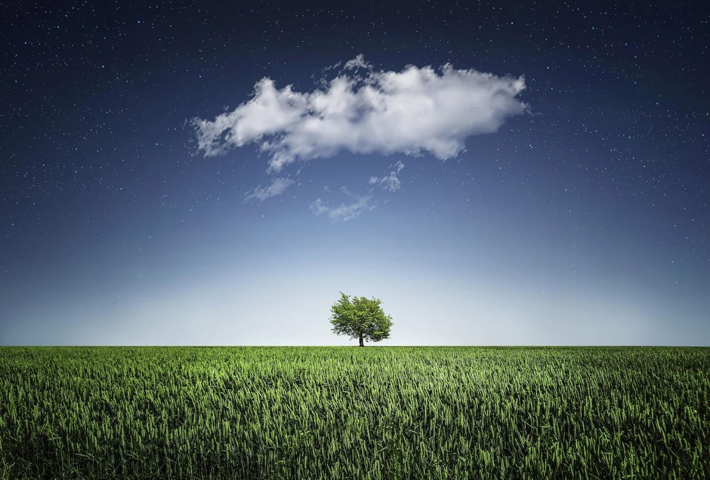 Wiese mit Baum und einer Wolke